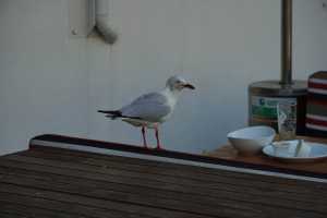 DARLING-HARBOR28OCT19 (7)